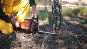 Reliable Cleveland, TN Tree Removal and Landscaping Services Solutions